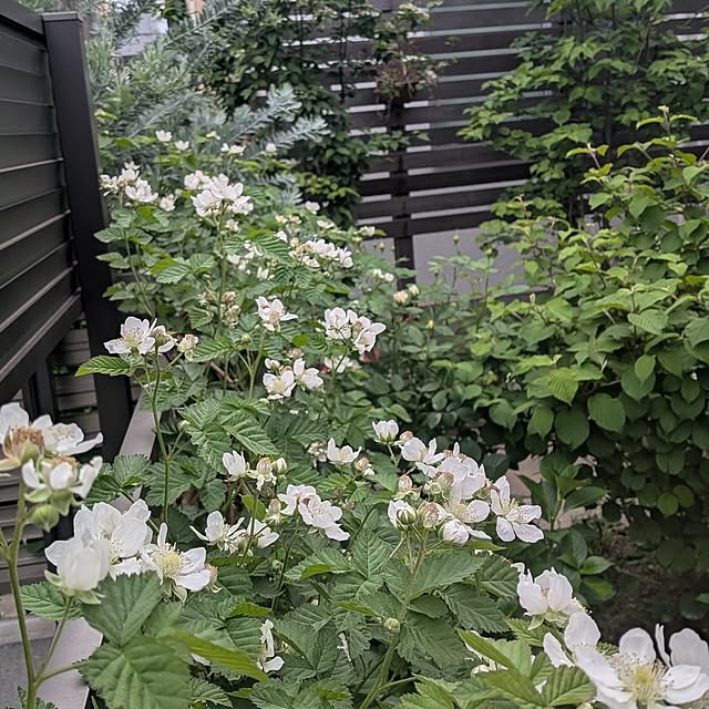 nolleyさんの部屋