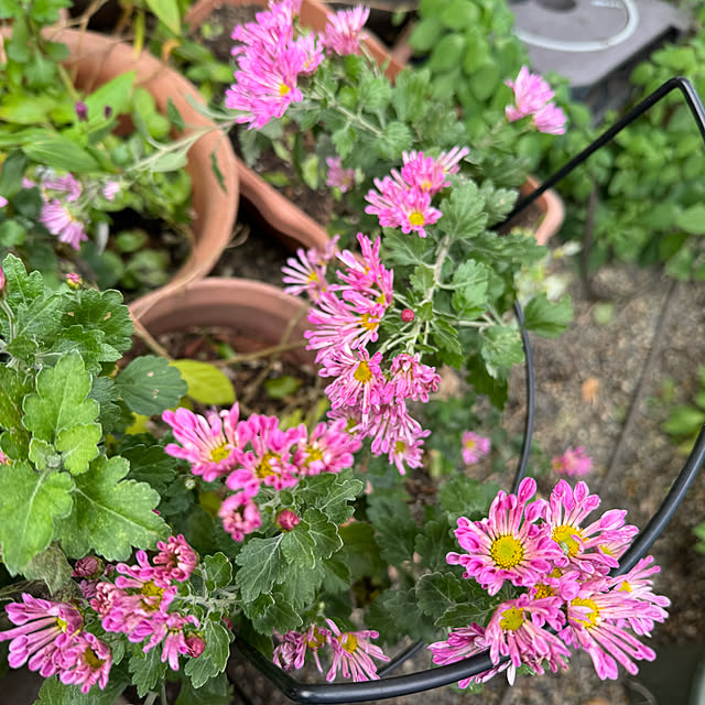 mamizaさんの部屋