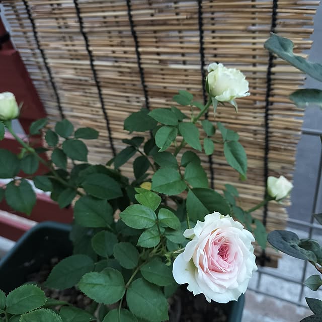 apoさんの実例写真