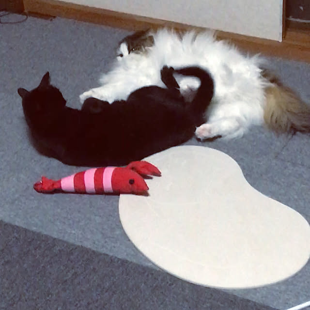 uraraさんの実例写真