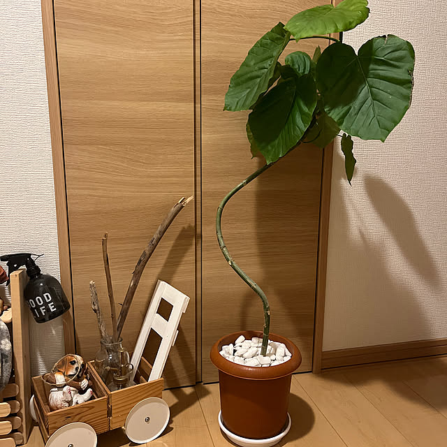 玄関/入り口/観葉植物のある生活/観葉植物のある暮らし/観葉植物/ウンベラータのある暮らし...などのインテリア実例 - 2023-09-25 21:53:22