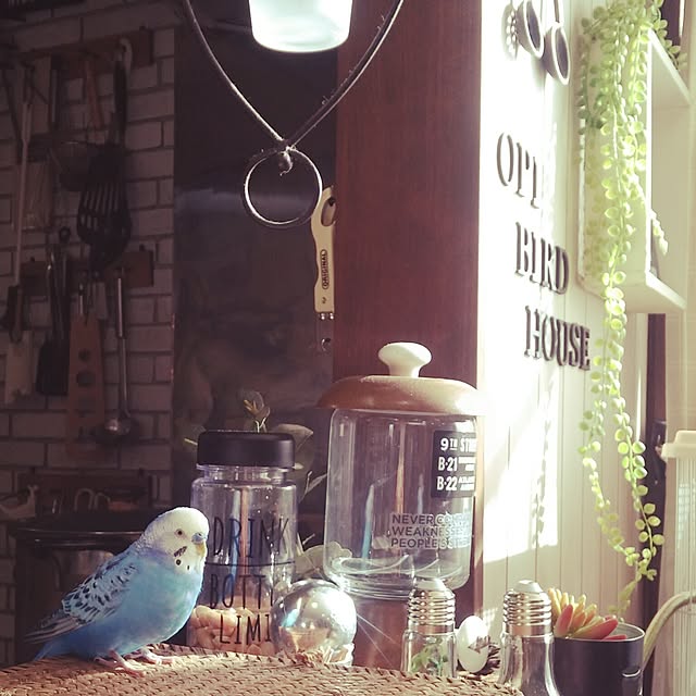 opiopiopiさんの実例写真