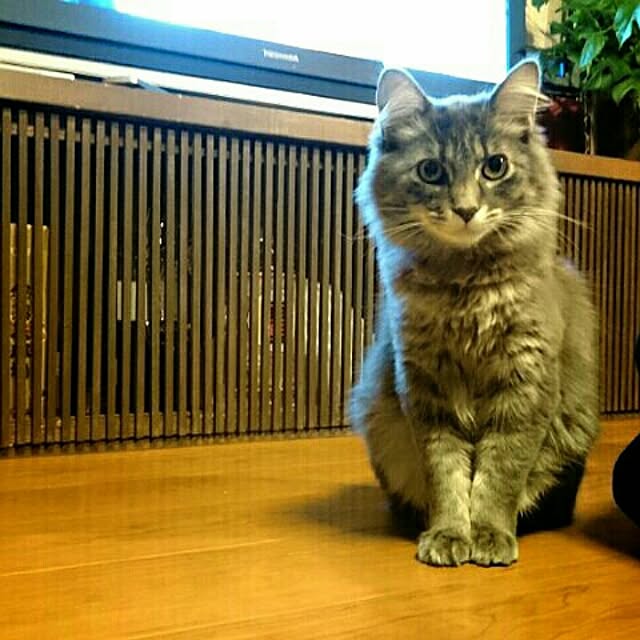 ayuさんの実例写真