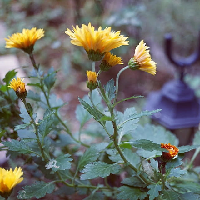 aromameさんの実例写真