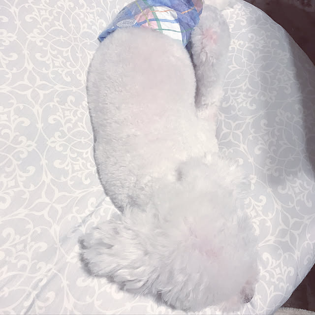 pontaさんの実例写真