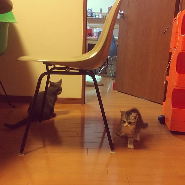 Shojiさんの実例写真