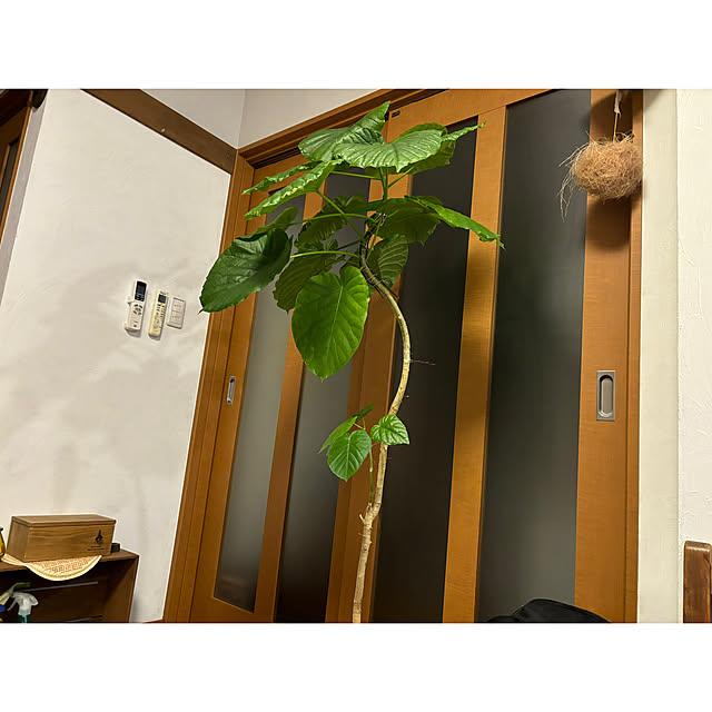 meguko.ryanさんの部屋