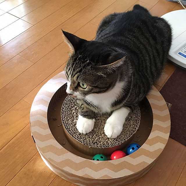 kimikimiさんの実例写真