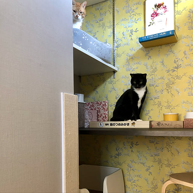 実例写真