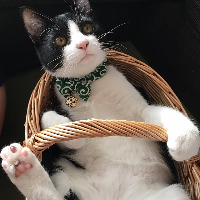 nyaaa_chanさんの実例写真