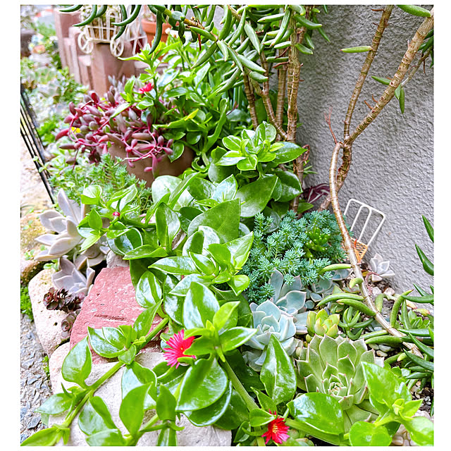 ピンクのお花/花壇DIY/地植え多肉/多肉植物のある暮らし/多肉沼...などのインテリア実例 - 2023-06-04 13:06:32