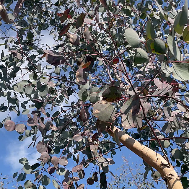 cottageroseさんの部屋