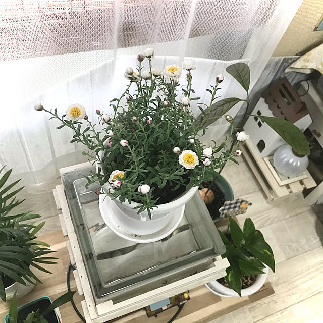 watakoさんの実例写真