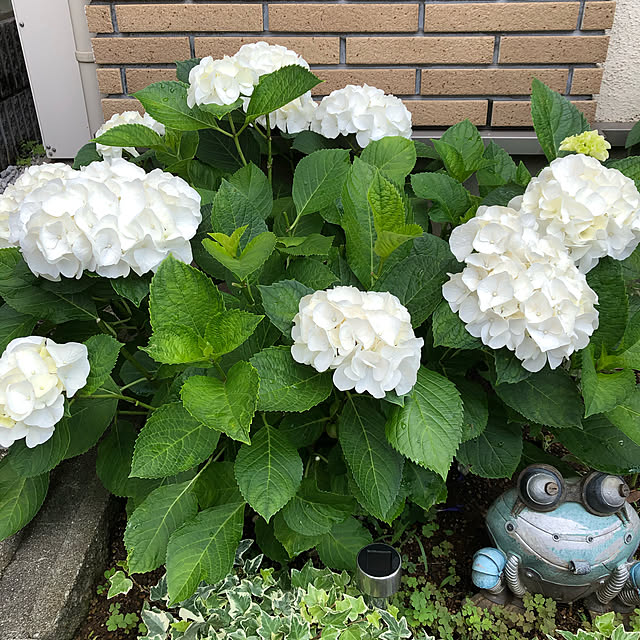 gappeさんの実例写真
