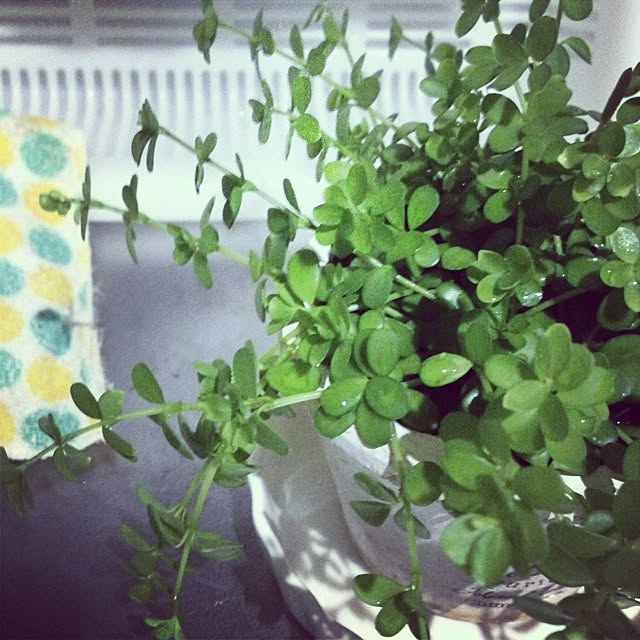 minuupyさんの実例写真