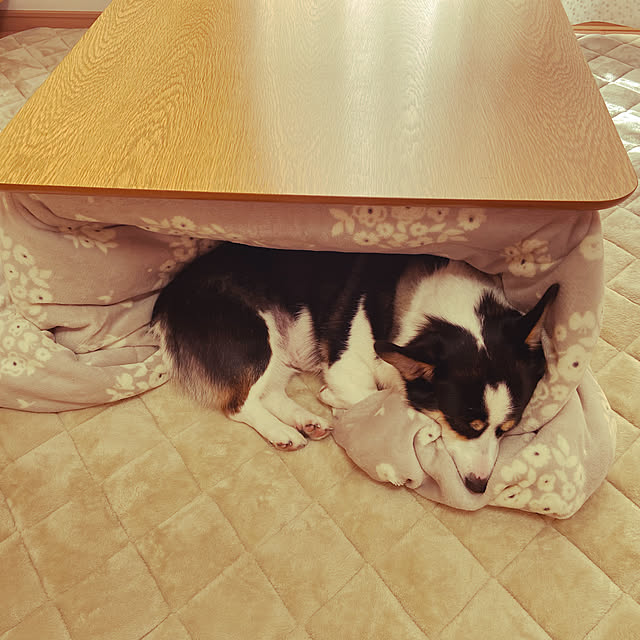 stellaさんの実例写真