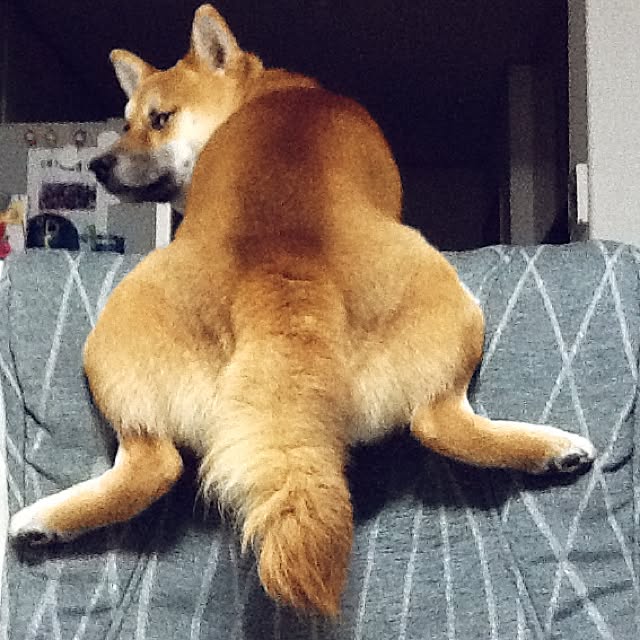 kotaさんの実例写真