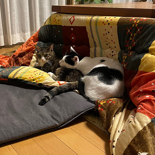 nobikoさんの部屋
