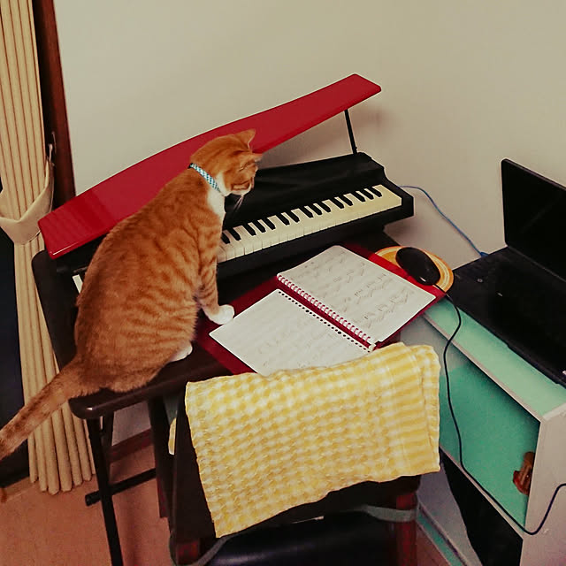 akiさんの実例写真