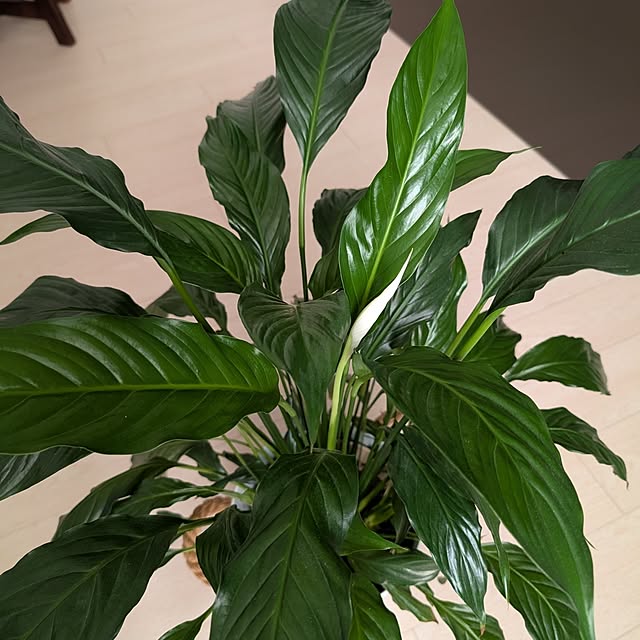 KOHAKUさんの部屋