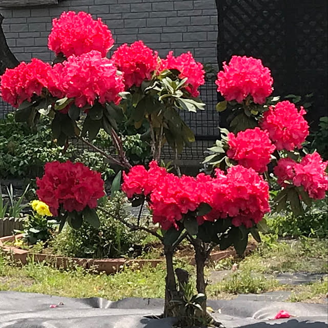 1182さんの実例写真