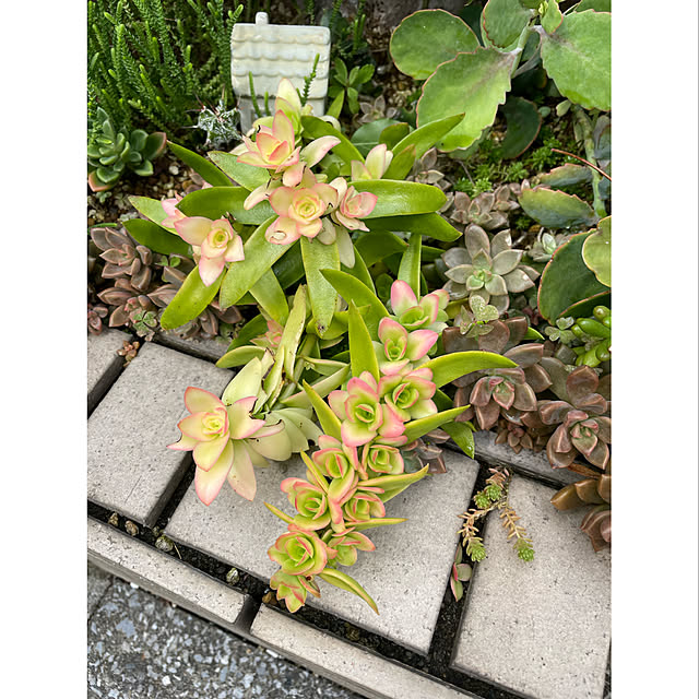 momocchiさんの実例写真