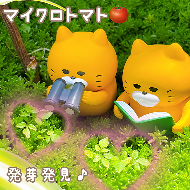 miechuraさんの部屋