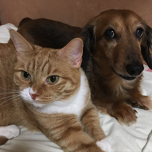 CATさんの実例写真