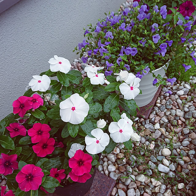skhrさんの実例写真