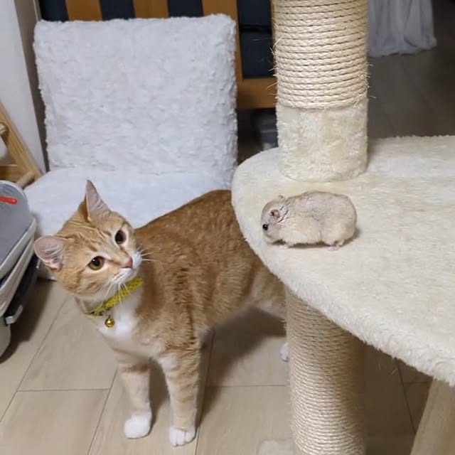 minnieさんの実例写真