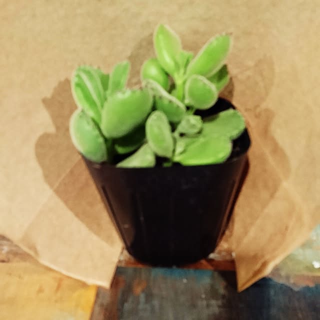 cocosorasakuさんの実例写真