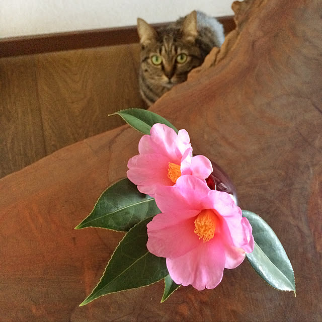 weさんの実例写真