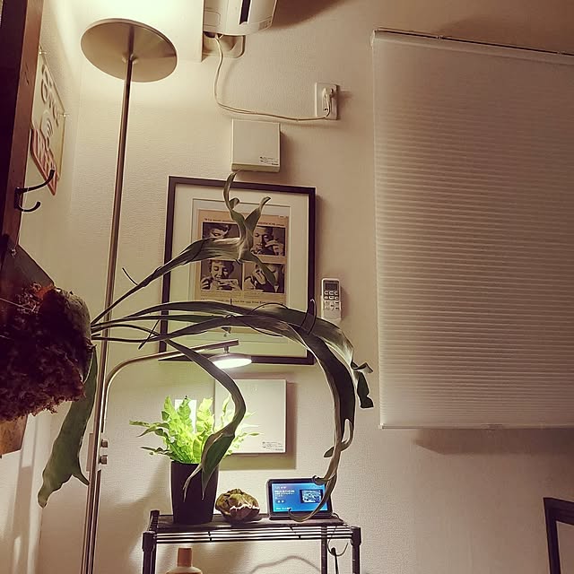 ベッド周り/ニトリ/IKEA/観葉植物/無印良品...などのインテリア実例 - 2025-05-27 12:08:55