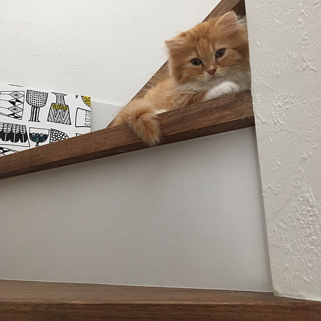 PIYOLANDさんの実例写真