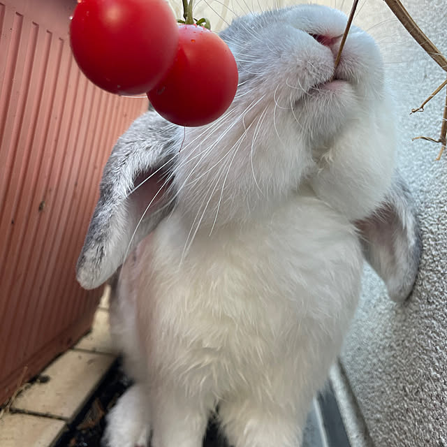 Misaさんの実例写真