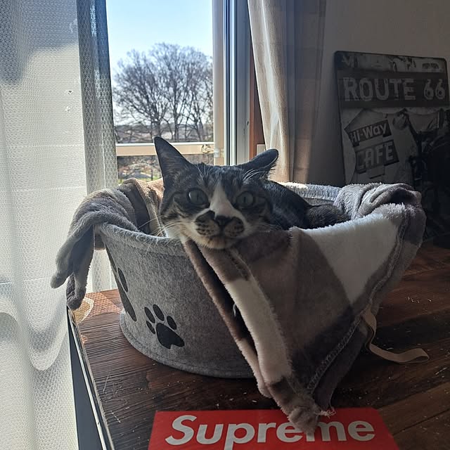 shinoさんの部屋