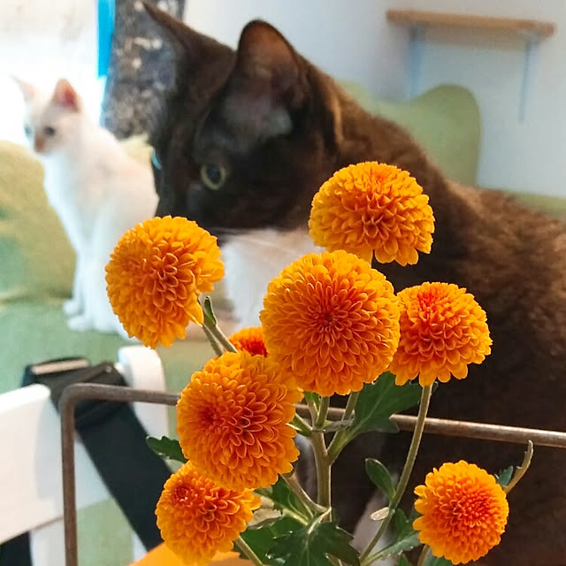 Gomaさんの実例写真