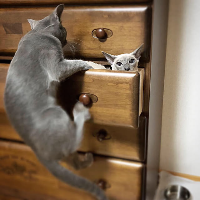 mujinekoさんの実例写真