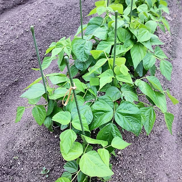 裏庭で野菜作り/秋どりインゲン/野菜作り勉強中/支柱立てました/ころころラディッシュミックス...などのインテリア実例 - 2024-10-28 09:51:39