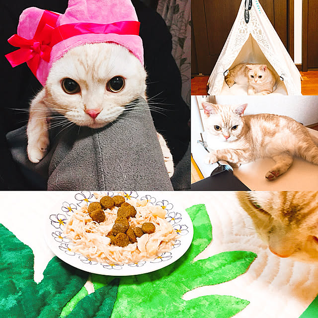 実例写真