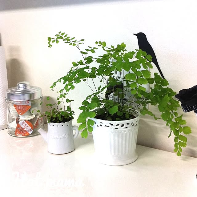 a-saさんの実例写真
