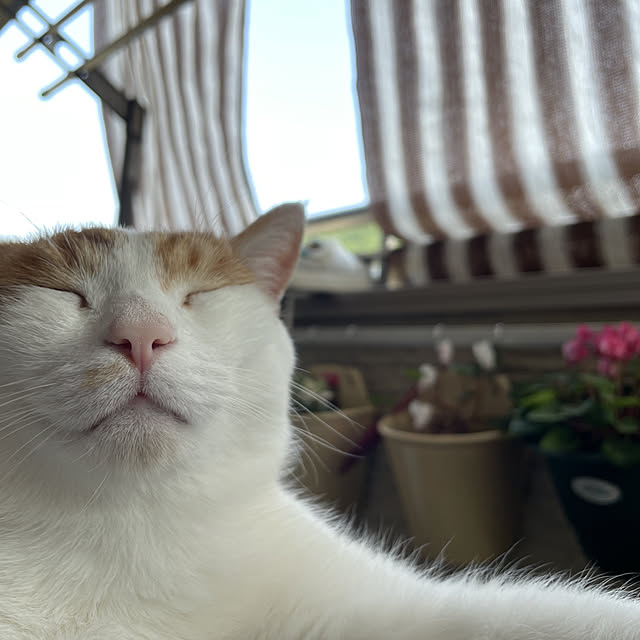 Toyomiさんの実例写真