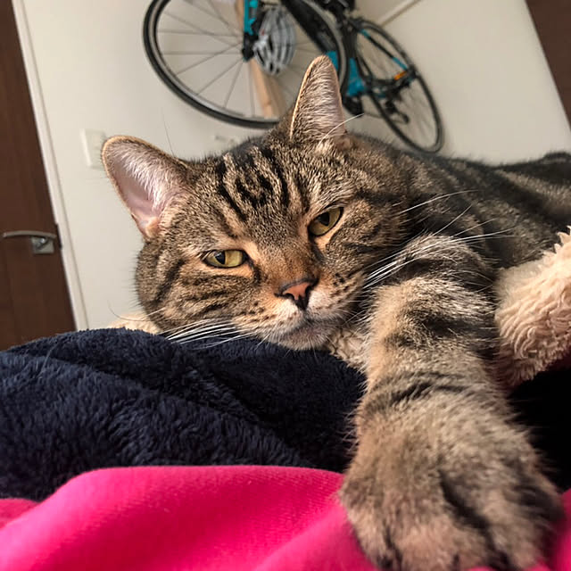 mikomaruさんの実例写真