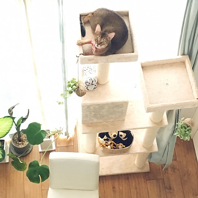 sakineko528さんの実例写真