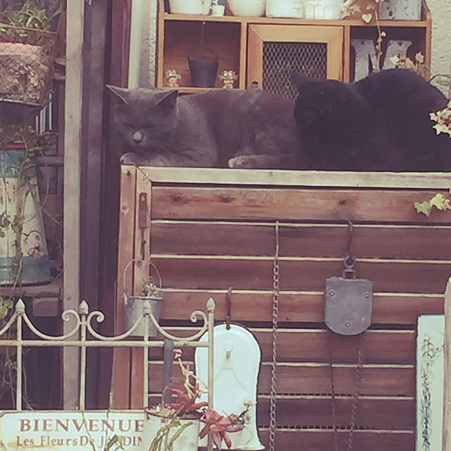 mikimikiさんの実例写真