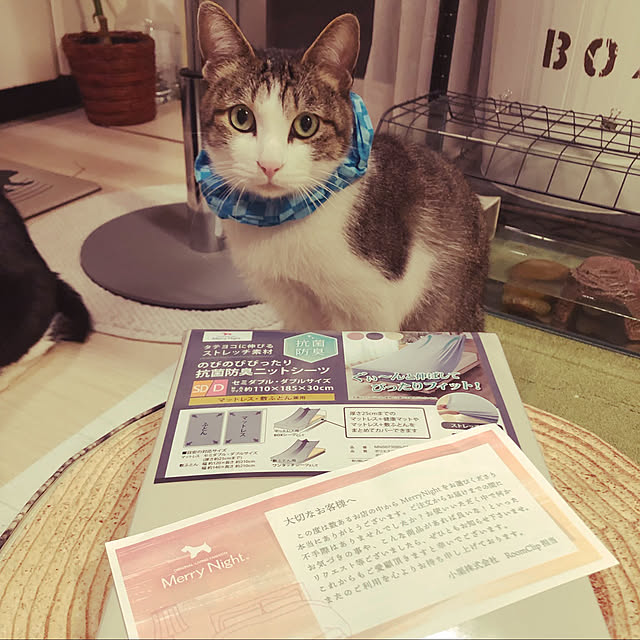 mikenekoさんの実例写真