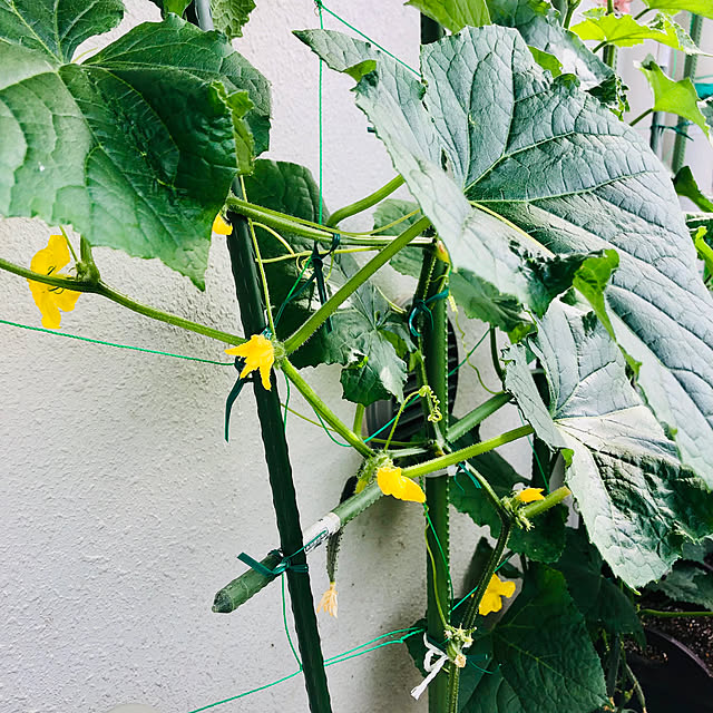 狭いスペースを生かしたい/狭いベランダ/ベランダからの景色/ベランダ菜園/ベランダガーデン...などのインテリア実例 - 2023-06-28 11:32:21