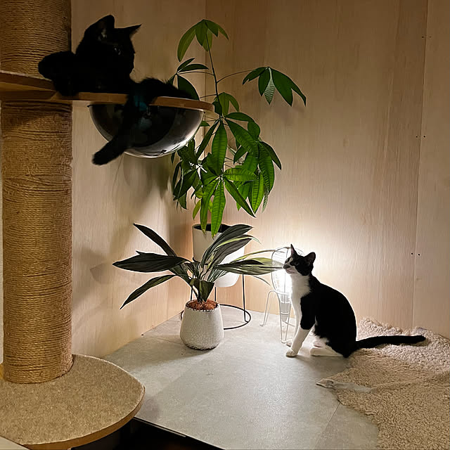_mainaさんの実例写真