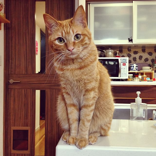 Ryokoさんの実例写真