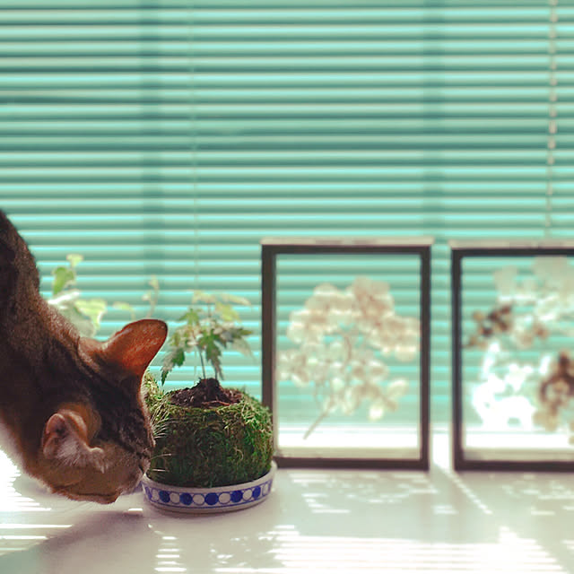 nobikoさんの実例写真